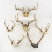 6 partial Skull Deer Antlers