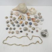 Collection of seashells