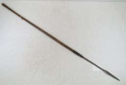 African Spear 11 1/4