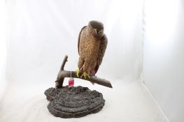 Hand carved Falcon 16.5