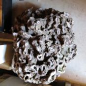 Large piece of fossilized coral