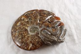Ammonite Fossilized Shell Specimen Polished
