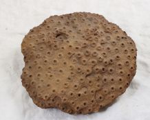 Fossilized Moroccan Coral Head
