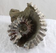 Fossilized Conch or Nautilus Shell
