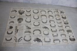 1897 Teeth of Horses Chart Dr. Louis Brandt V.S.