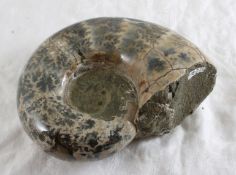 Fossilized Nautilus Shell