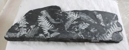 Fossilized Ferns in Slate 1 Pound 13 Oz.