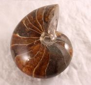 Fossilized Nautilus Shell