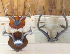 2 Mounted 8 Point Deer & 1 Unmounted 9 point Rack