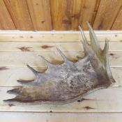 Single 11 Point Moose Antler
