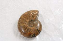 Nautilus Split and Polished Fossil 3 1/2