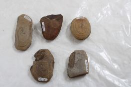 5 Plant Fossil Nodules