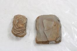 2 Plant Fossil Nodules