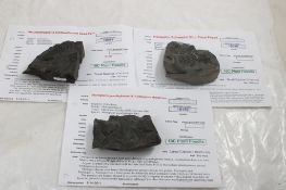 3 Plant Fossils