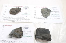 4 Plant Fossils
