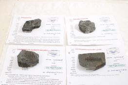4 Plant Fossils