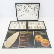 Native Artifacts & Shark Teeth in Riker Boxes