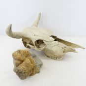 Steer Skull & 8+ Pound Rock
