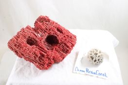 Pipe Organ Coral & Brain Coral