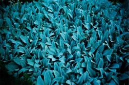 Nan Goldin (1953 Washington D.C. – lebt in New York)