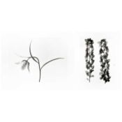 Karl Blossfeldt (1865 Schielo - Berlin 1932)