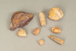 Collection of Fossils