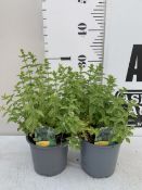 TWO GARDEN HERBS OREGANO 'PONCHO' IN 1 LTR POTS. APPROX 30CM TALL TO BE SOLD FOR THE TWO. NO VAT