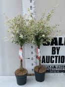 TWO SALIX FLAMINGO STANDARD TREES WITH PLAITED STEMS. IN 3 LTR POTS , APPROX 90-100CM TALL, TO BE