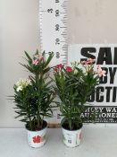 TWO NERIUM OLEANDER TRICOLOUR - IN WHITE, RED AND PINK IN 2 LTR POTS. APPROX 60CM TALL, TO BE SOLD