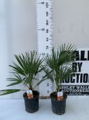 TWO CHAMAEROPS HUMILIS PALMS IN 3 LTR POTS. APPROX 70-80CM TALL, TO BE SOLD FOR THE TWO