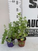 TWO MIXED GARDEN HERBS - ONE OREGANO 'PONCHO' AND ONE LEMON BALM 'FIT'. IN 1 LTR POTS APPROX 30-40CM