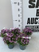 FIVE POTS OF LIGHT PURPLE FLOWERING CAMPANULA ADDENDA FLOWERS FOR 4-6 WEEKS THREE TIMES A YEAR AND