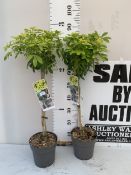TWO STANDARD CHOYSIA TERNATA SUNDANCE TREES 80-90CM TALL IN 3 LITRE POTS TO BE SOLD FOR THE TWO