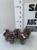 FIVE POTS OF LIGHT PURPLE FLOWERING CAMPANULA ADDENDA FLOWERS FOR 4-6 WEEKS THREE TIMES A YEAR AND