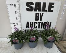 THREE ERYSIMUM HYBRIDE BOWLES MAUVE IN 2 LITRE POTS TO BE SOLD FOR THE THREE