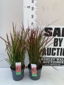 TWO LARGE ORNAMENTAL GRASSES ELEGRASS IMPERTA CYLINDRICA RED BARON IN 3 LITRE POTS TO BE SOLD FOR
