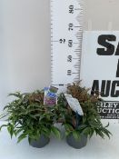 TWO LEUCOTHOE KEISKEI 'BURNING LOVE' IN 2 LTR POTS. APPROX 30-40CM IN HEIGHT, TO BE SOLD FOR THE
