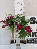 TWO RAYMOND EVISON CLEMATIS NUBIA CONTINUOUSLY FLOWERING PLANTS IN 2 LITRE POTS WITH FRAME TO BE