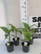 FOUR MUSA BASJOO BANANA IN 2 LTR POTS. APPROX 50CM IN HEIGHT, TO BE SOLD FOR THE FOUR. NO VAT