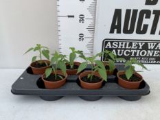 SIX CHILLI 'CAYENNE' PLANTS IN P8CM POTS ON A TRAY. NO VAT TO BE SOLD FOR THE SIX