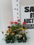 A MIXED LOT OF THREE TRAYS OF BEDDING PLANTS. EIGHTEEN PLANTS- TWELVE MIXED GAZANIAS AND SIX MIXED