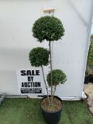 A LIGUSTRUM JONANDRUM TRIOBA POM POM TREE APPROX 2 METRES TALL. IN A 35 LITRE POT. A HARDY EVERGREEN