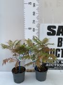 TWO SORBARIA SORBIFOLIA 'CRIMSON FEATHER' IN 2 LTR POTS. APPROX 40-50CM TALL, TO BE SOLD FOR THE