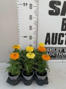 NINE MIXED MARIGOLDS IN P9CM POTS. APPROX 20-30CM TALL, TO BE SOLD FOR THE NINE