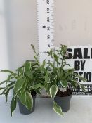 TWO HOSTA VARIETIES IN 5 LTR POTS. APPROX 70CM TALL, TO BE SOLD FOR THE TWO
