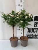 TWO WHITE STANDARD ROSES IN FLOWER IN 3 LITRE POTS, APPROX 80CM TALL. TO BE SOLD FOR THE TWO
