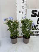 TWO BLUE PLUMBAGO PLANTS ON A TRELLIS, PATIO READY. IN 2 LTR POTS APPROX 50-60CM TALL, TO BE SOLD