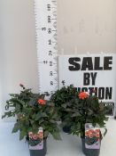FOUR GARDENETTA DAHLIA ORANGE IN TWO LITRE SQUARE POTS TO BE SOLD FOR THE FOUR