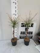 TWO SALIX FLAMINGO STANDARD TREES WITH PLAITED STEMS. IN 3 LTR POTS , APPROX 90-100CM TALL, TO BE