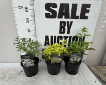 THREE CHOISYA TO INCLUDE WHITE DAZZLER, TERNATA SUNDANCE AND TERNATA WALBERTON'S MOONSHINE IN 2
